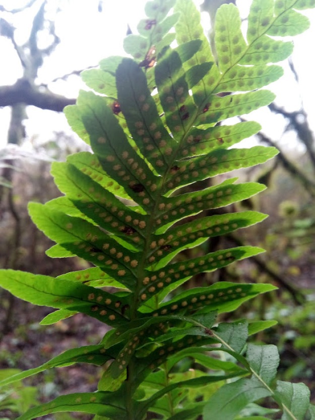 the underside of a fern